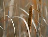 Autumn Cattail_22951